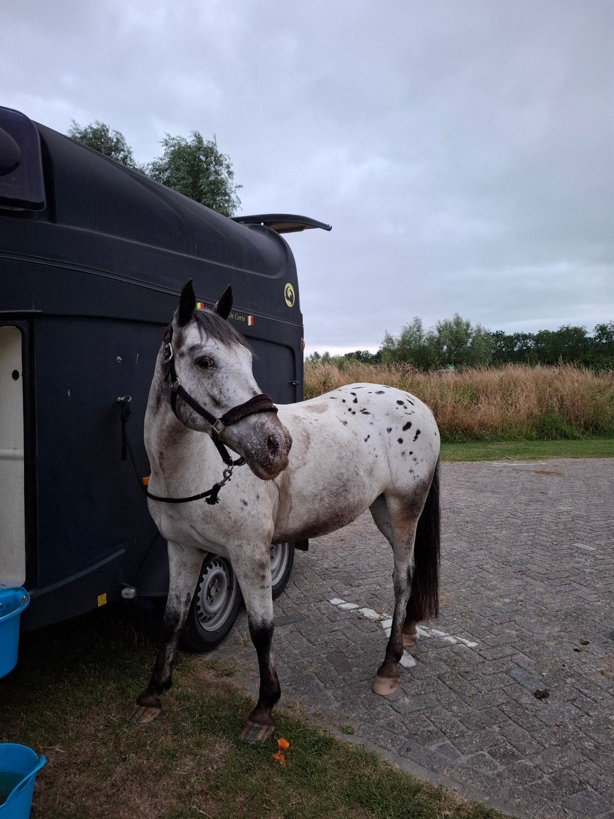 springpony, Vermifugé, Hongre, Poney D (1.37 m à 1.48m), Poney de saut
