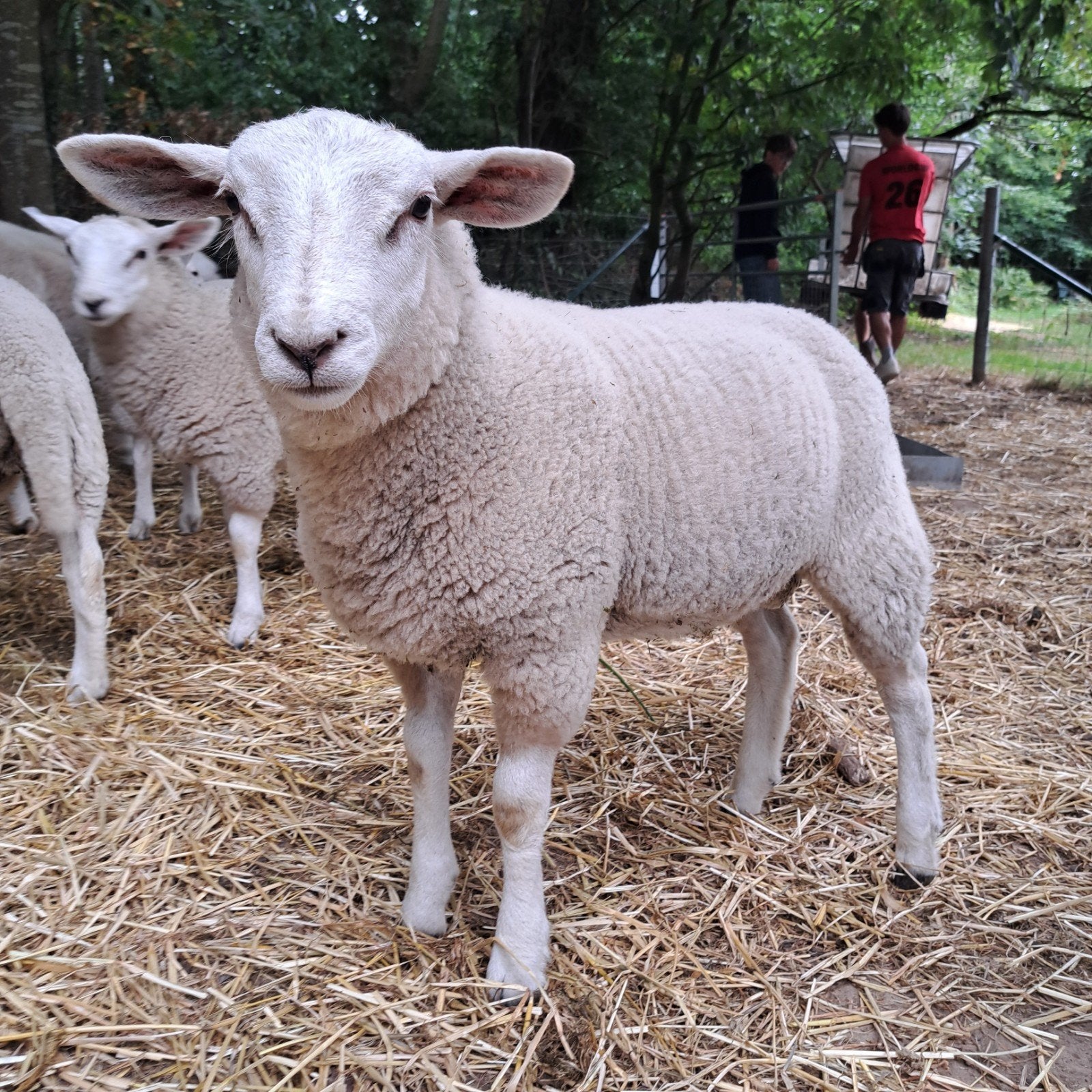 Ramlam te koop, Dieren en Toebehoren, Schapen, Geiten en Varkens