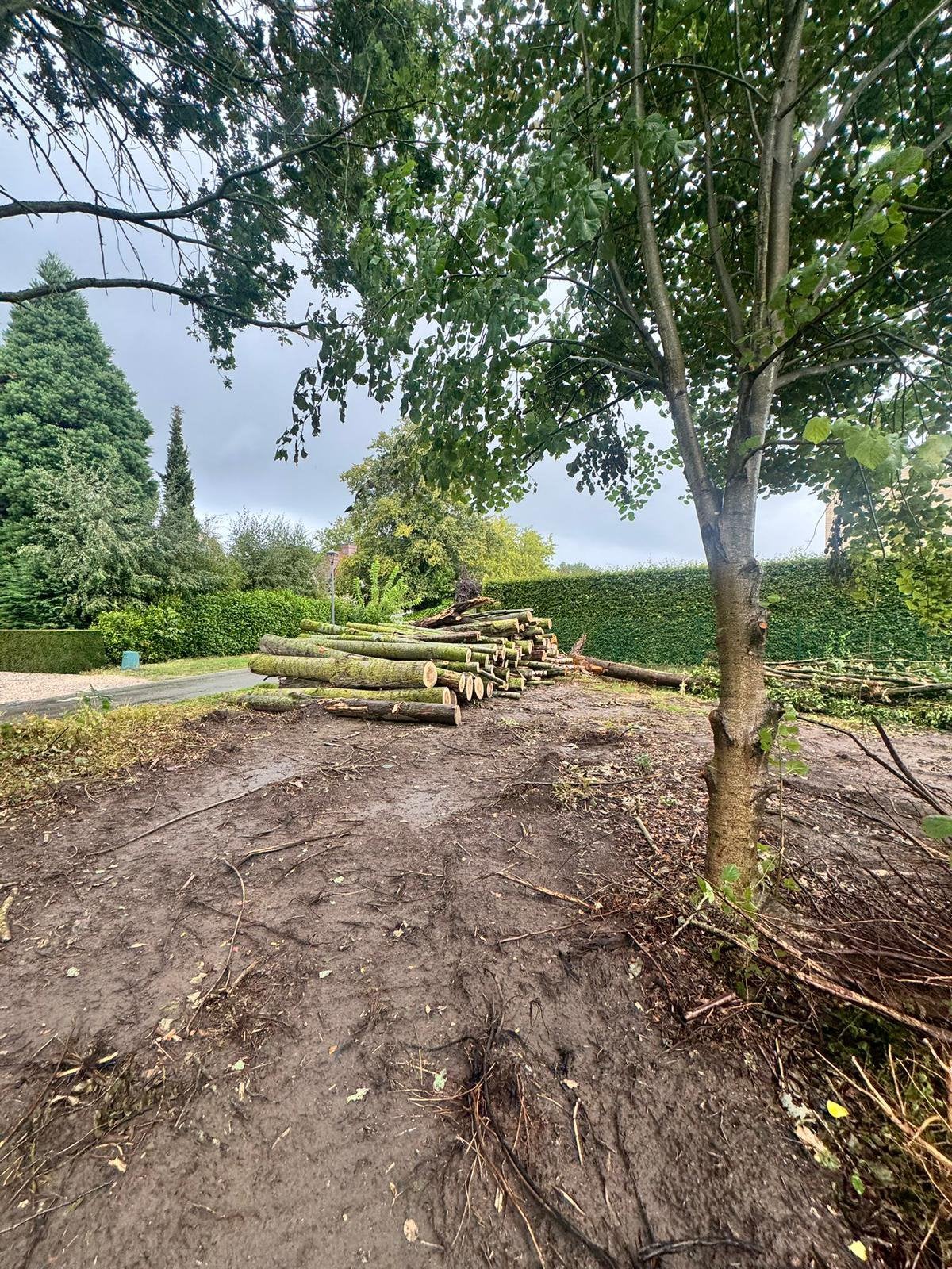Lot brandhout, Tuin en Terras, 6 m³ of meer, Ophalen, Stammen