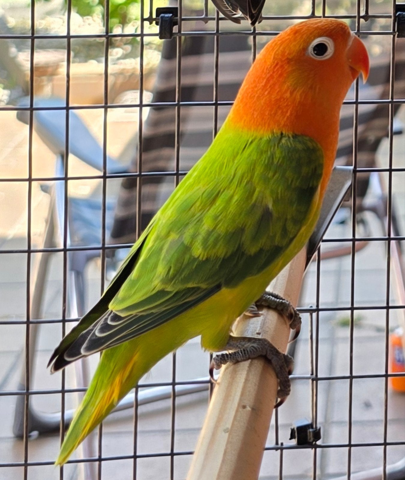 Groen Opaline/Blauw//Dilute Fischeri 2026, Dieren en Toebehoren, Vogels | Parkieten en Papegaaien, Dwergpapegaai of Agapornis