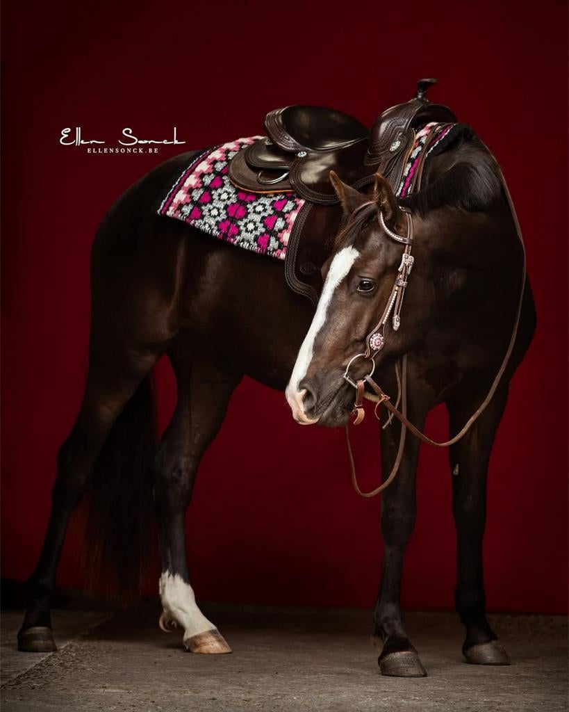 4jr kruising quarter/lusitano, Dieren en Toebehoren, Gechipt, Minder dan 160 cm, Ruin, 3 tot 6 jaar