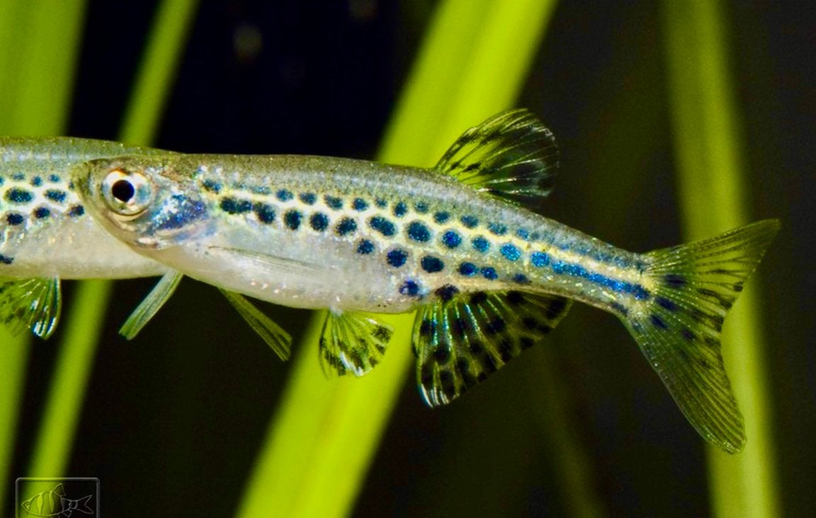 Tinwini Dwerg Luipaard Danio veilig met garnalen, Dieren en Toebehoren, Vis, Zoetwatervis, Schoolvis
