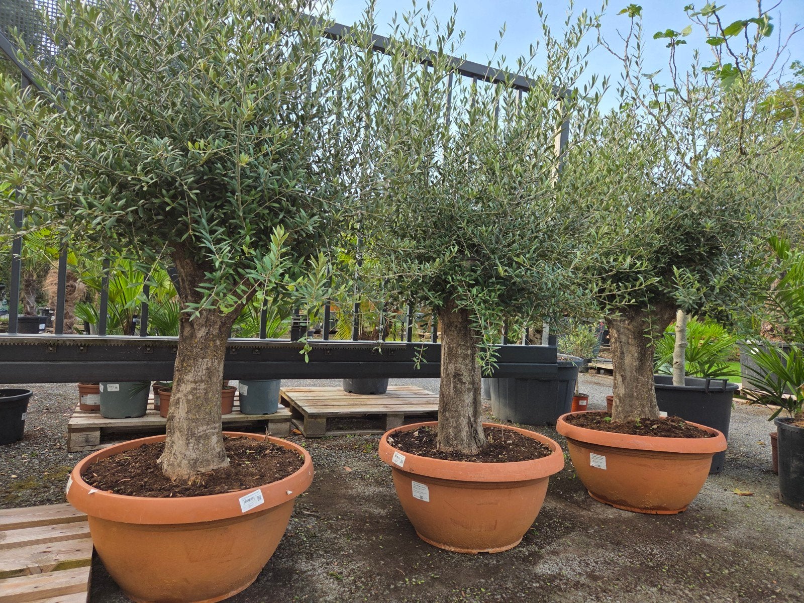Olijfboom Olea Europaea in schaal, Enlèvement, Olivier
