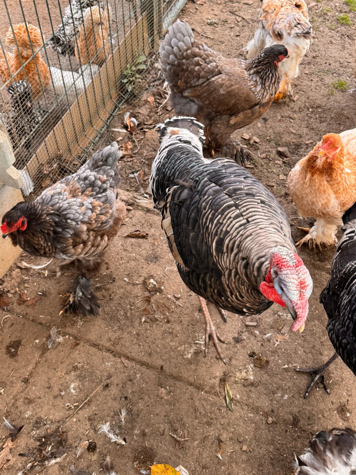 2 kalkoen hanen te koop, Dieren en Toebehoren, Mannelijk, Kalkoen