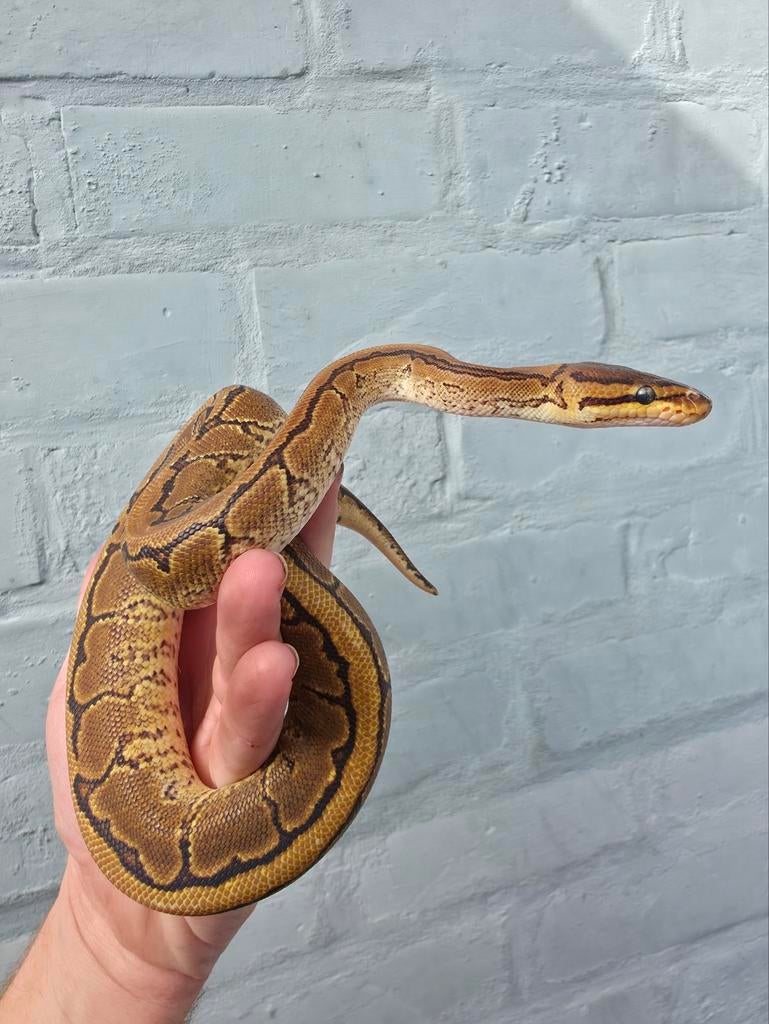 Bébé python YB à fines rayures double DG/Pied, Serpent, Domestique, 0 à 2 ans
