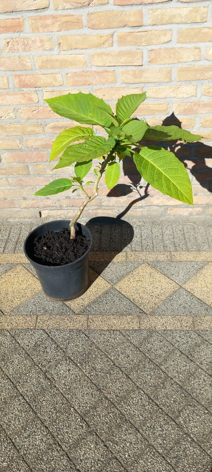 Brugmansia Engelentrompet Datura geel 80 cm, Tuin en Terras, Ophalen, Zomer, Vaste plant, Volle zon