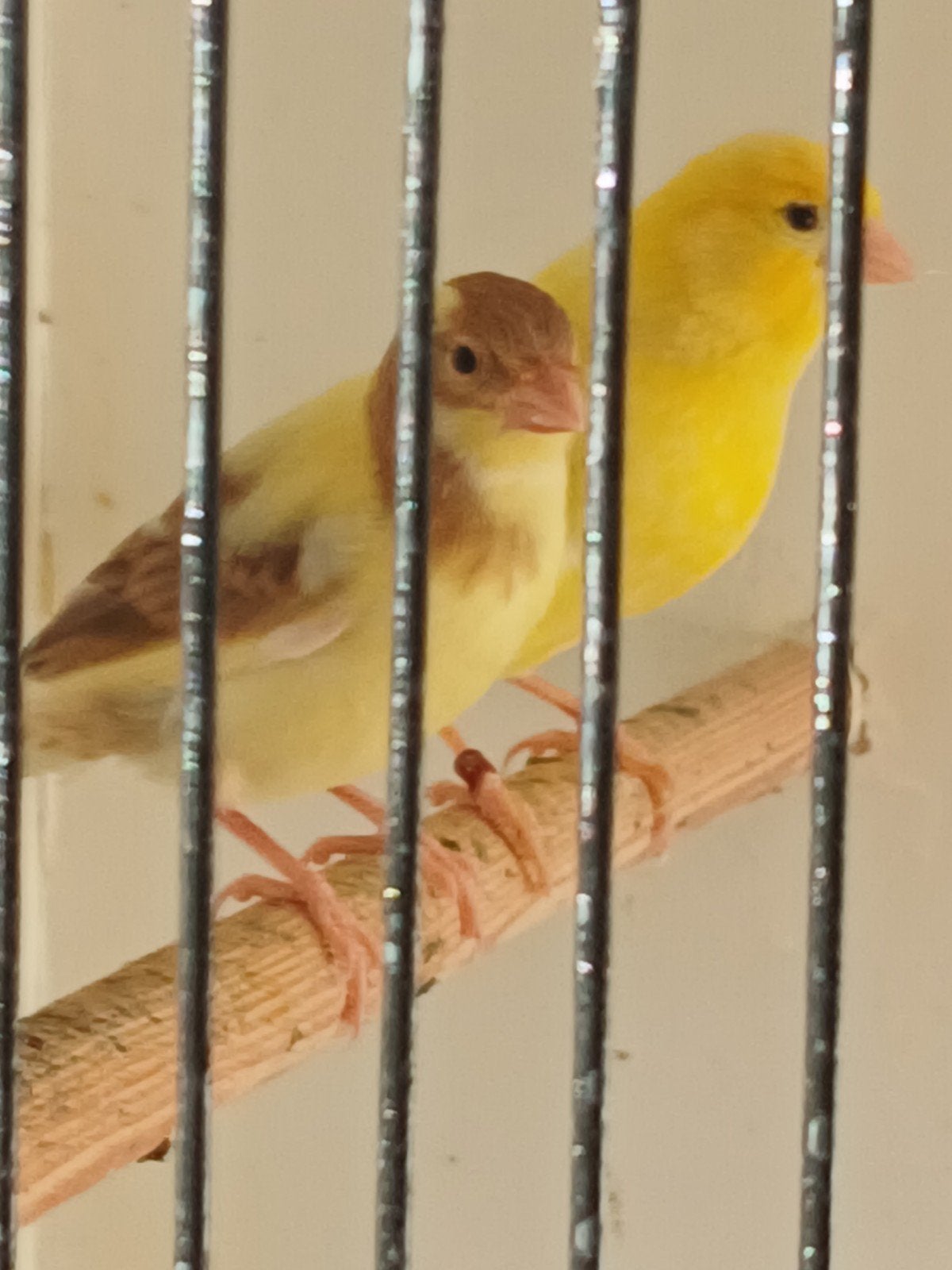 Jonge kanaries, Plusieurs animaux, Canari chanteur
