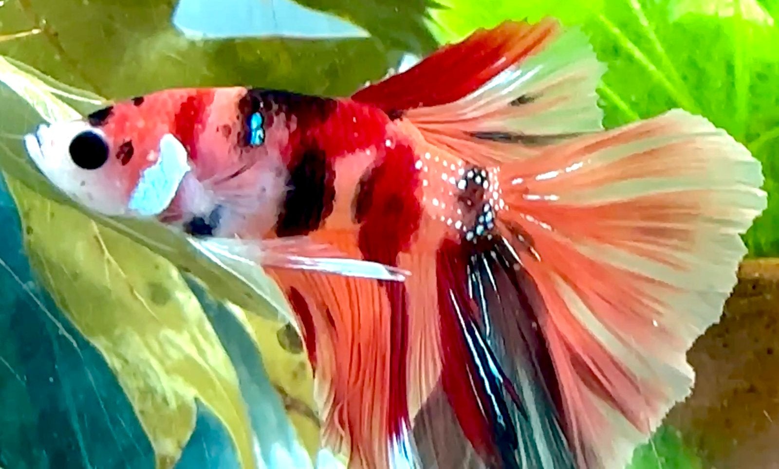 Betta - Competition Grade - HalfMoon Galaxy Candy, Poisson, Poisson d'eau douce