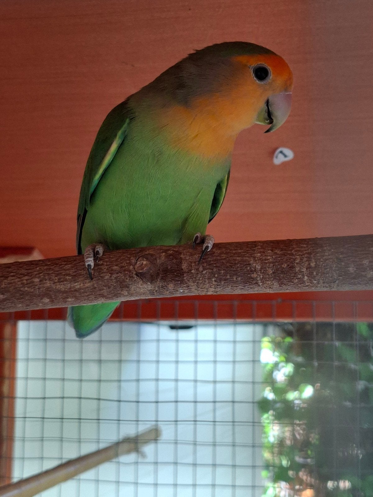 dwergpapegaai pop, Vrouwelijk, Dwergpapegaai of Agapornis