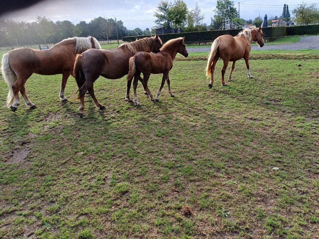 Haflingers, Animaux & Accessoires, Chevaux, Avec pedigree, Moins de 160 cm, Plusieurs animaux, Non dressé
