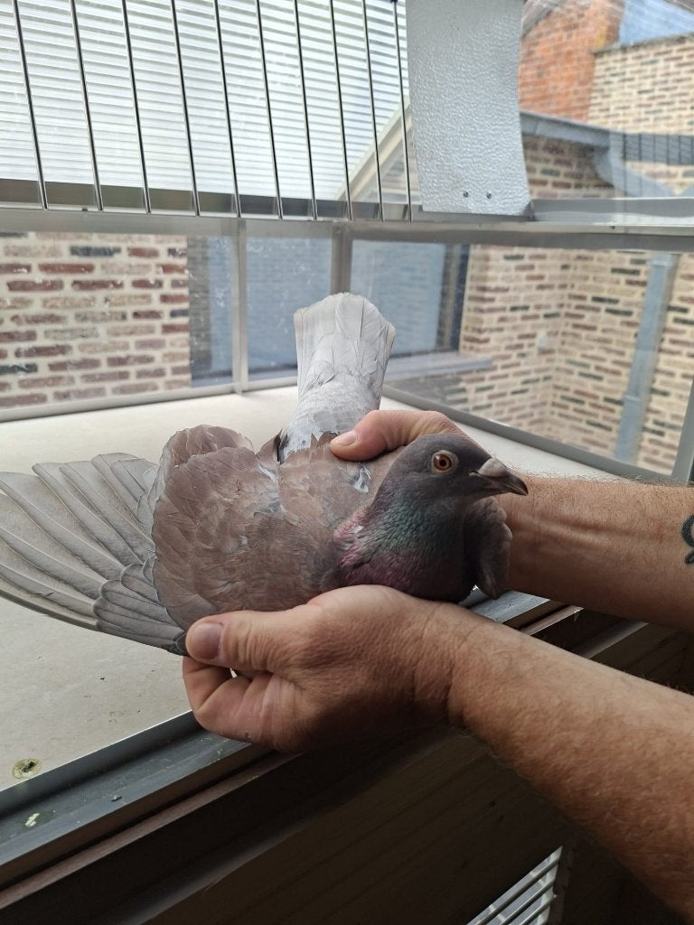 koppel postduiven, Dieren en Toebehoren, Meerdere dieren, Postduif