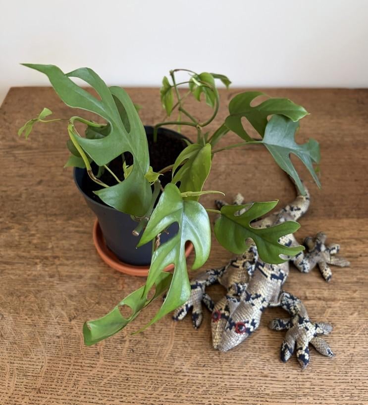 🌿 3x Rhaphidophora tetrasperma Mini Monstera 2, echte plant, Autres espèces, En pot, Moins de 100 cm, Enlèvement
