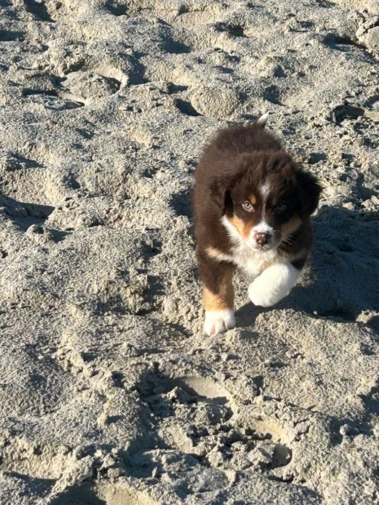 Miniature american shepherd reutjes - belgische stamboom, Dieren en Toebehoren, Parvo, België, Reu, 8 tot 15 weken