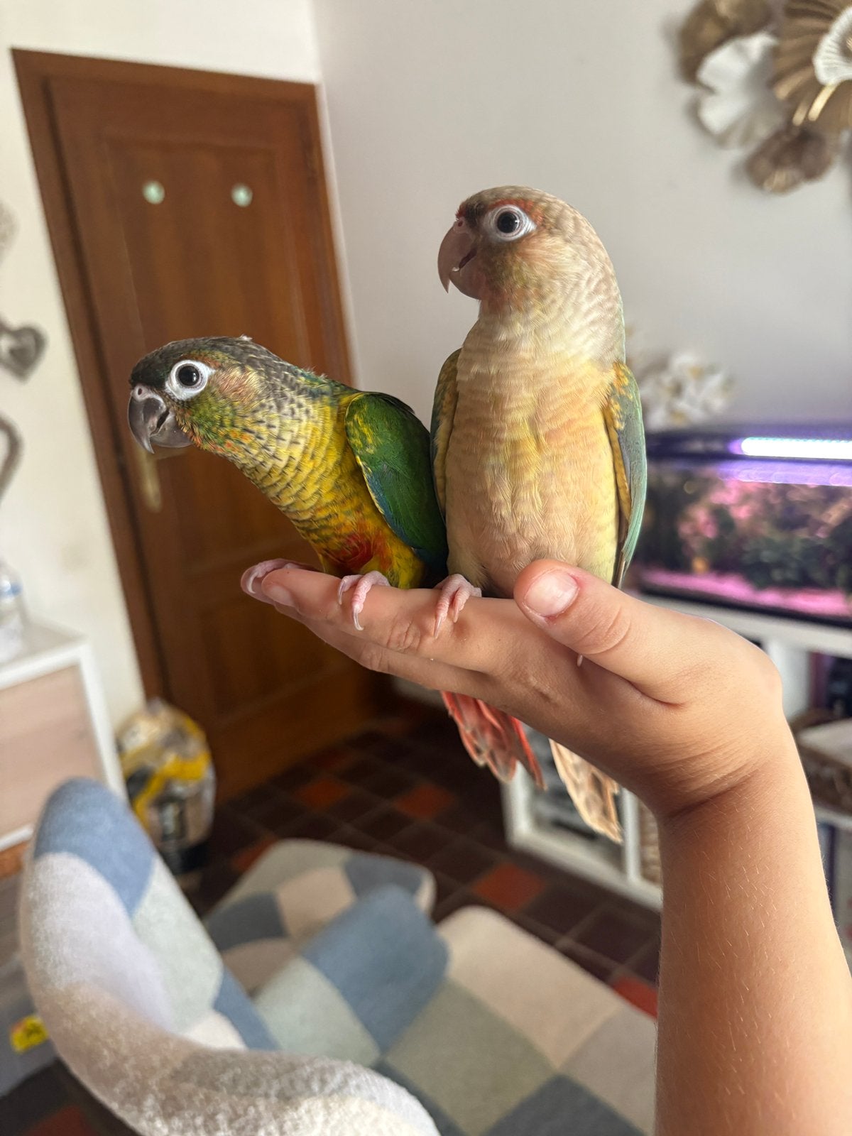 Conure molinae, Animaux & Accessoires