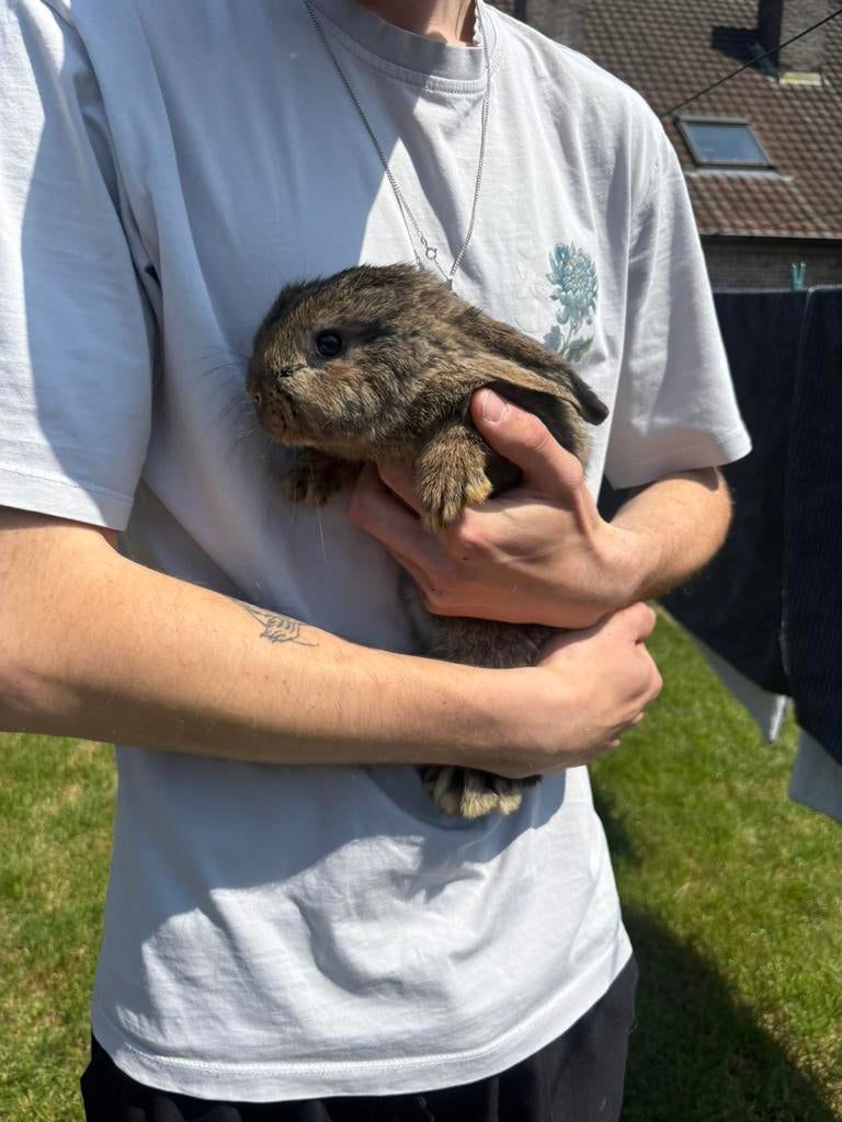 Rikki het konijn, Vrouwelijk, Middelgroot, Hangoor, 0 tot 2 jaar