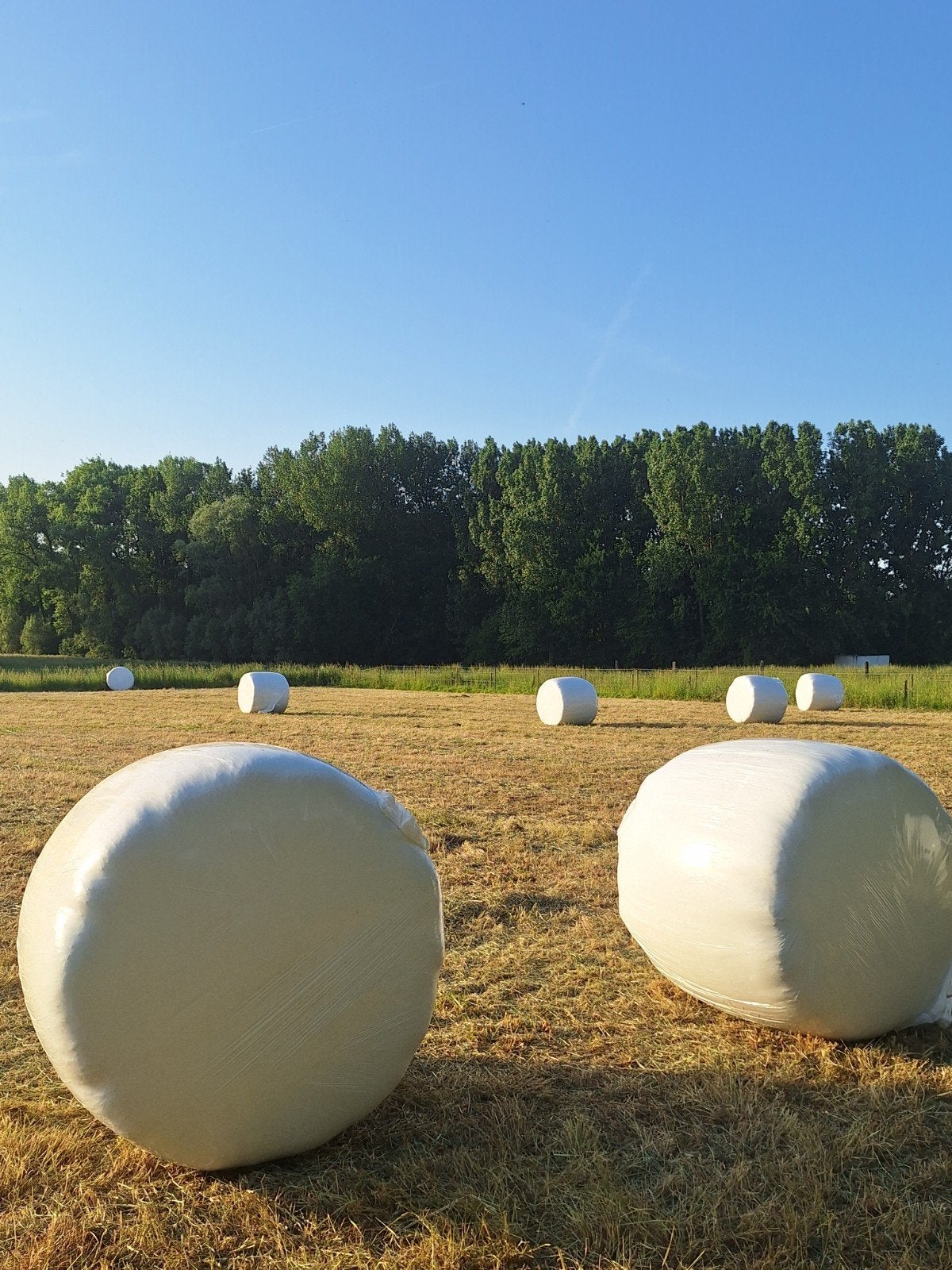 Hooi groote ballen, Dieren en Toebehoren, Dierenvoeding, Ophalen, Vee