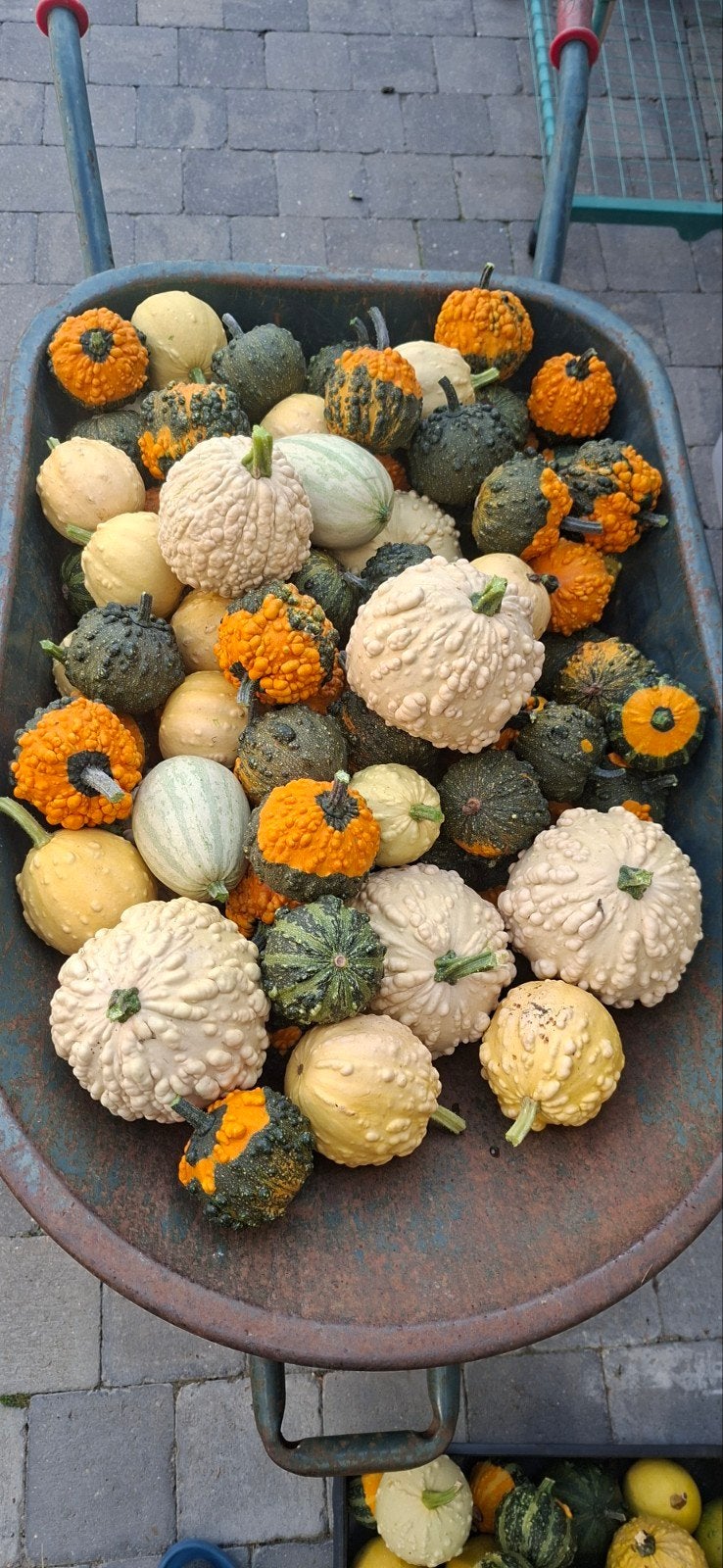 Sierfruit,sierpompoenen, Ophalen