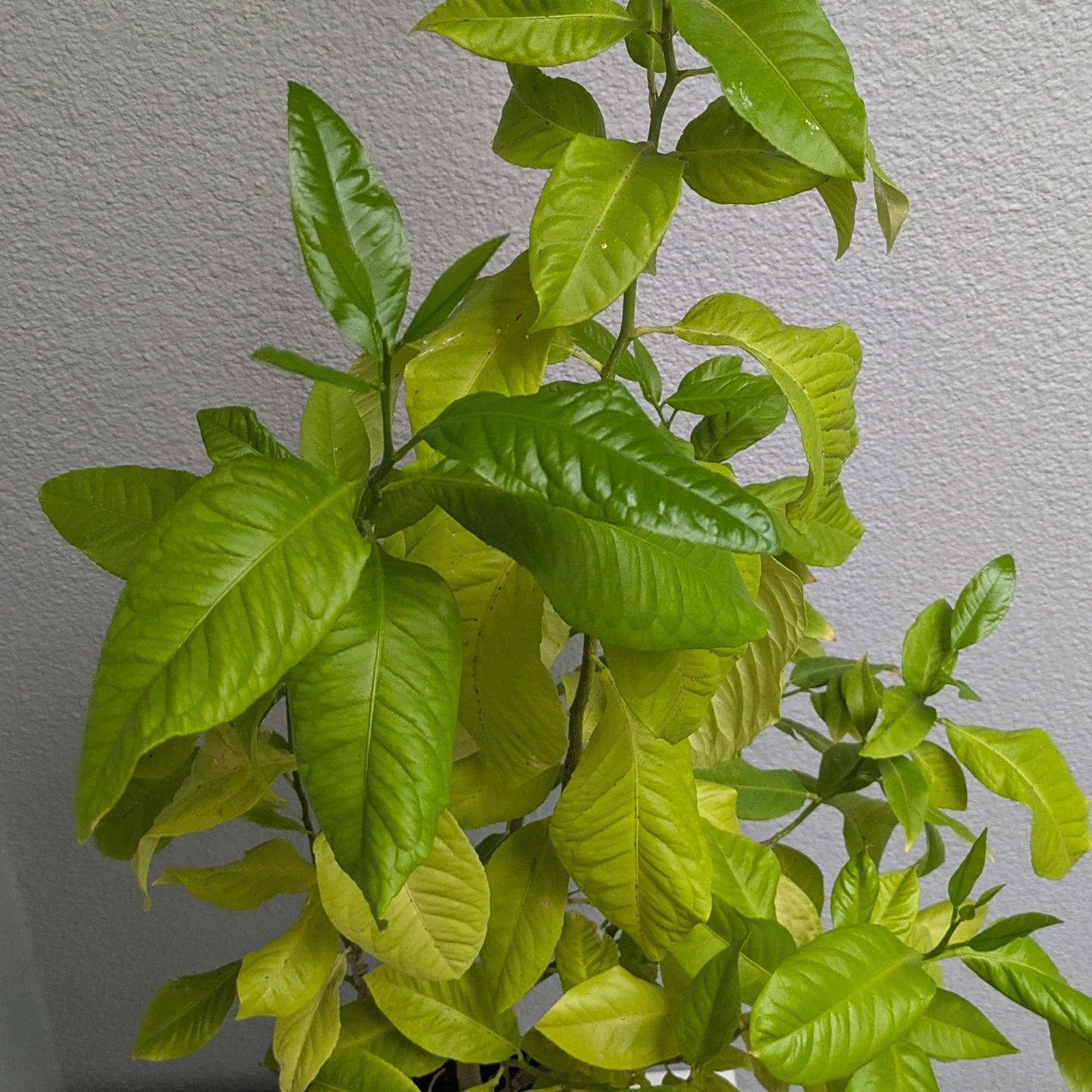 Citronnier en pot en bonne santé de 4 ans, Enlèvement, En pot, Citronnier