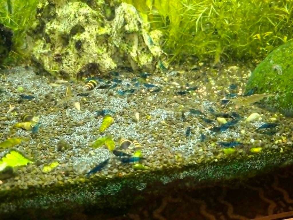 Blue Velvet Garnalen, Dieren en Toebehoren, Kreeft, Krab of Garnaal, Zoetwatervis, Schoolvis