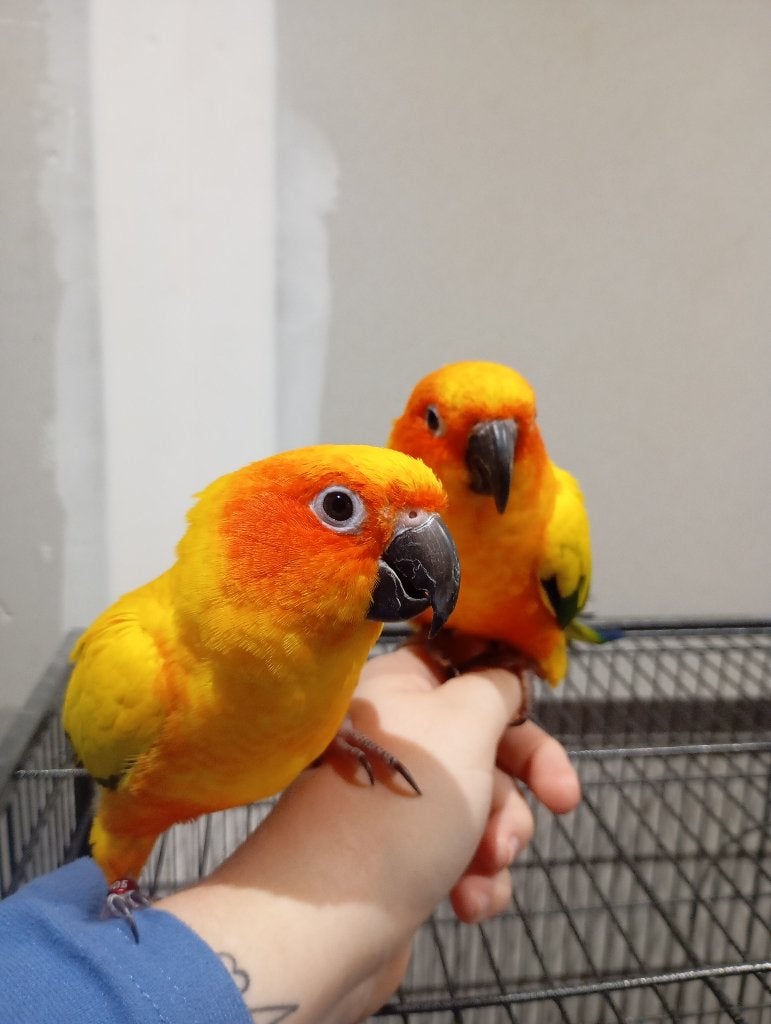Conure soleil, Animaux & Accessoires, Sexe inconnu, Perroquet nain ou Inséparable, Domestique
