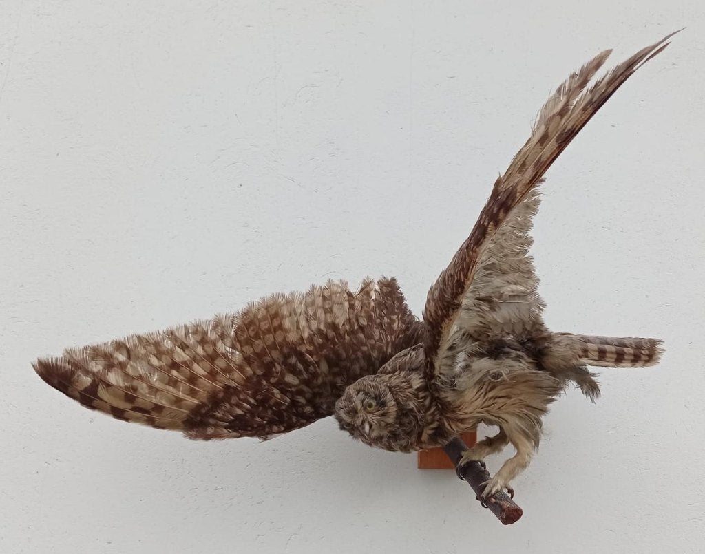 Opgezette bosuil, Verzamelen, Ophalen, Gebruikt, Vogel, Opgezet dier