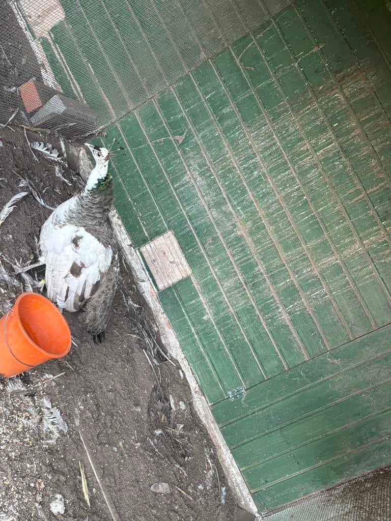 Pauwen, Dieren en Toebehoren, Pluimvee, Meerdere dieren, Overige soorten