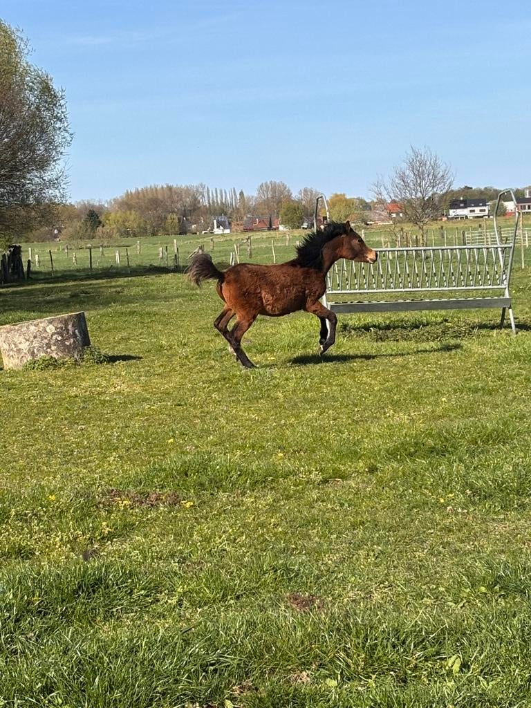 Mooie jaarling merrie, Dieren en Toebehoren, Paarden, Merrie