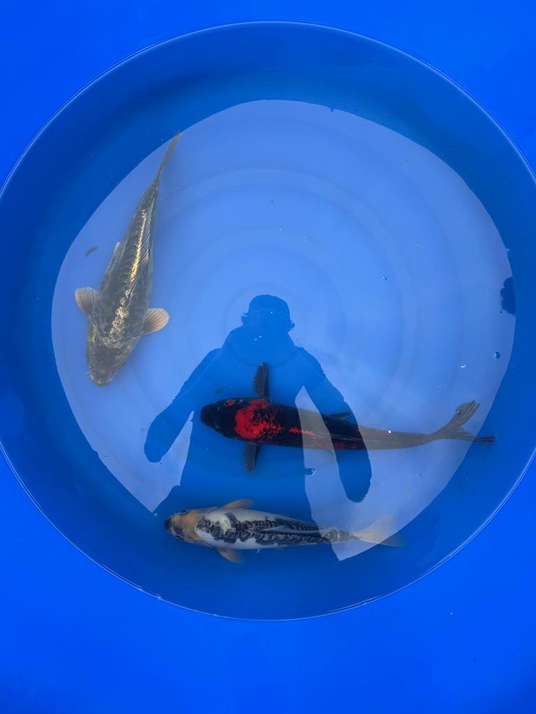 3 koi