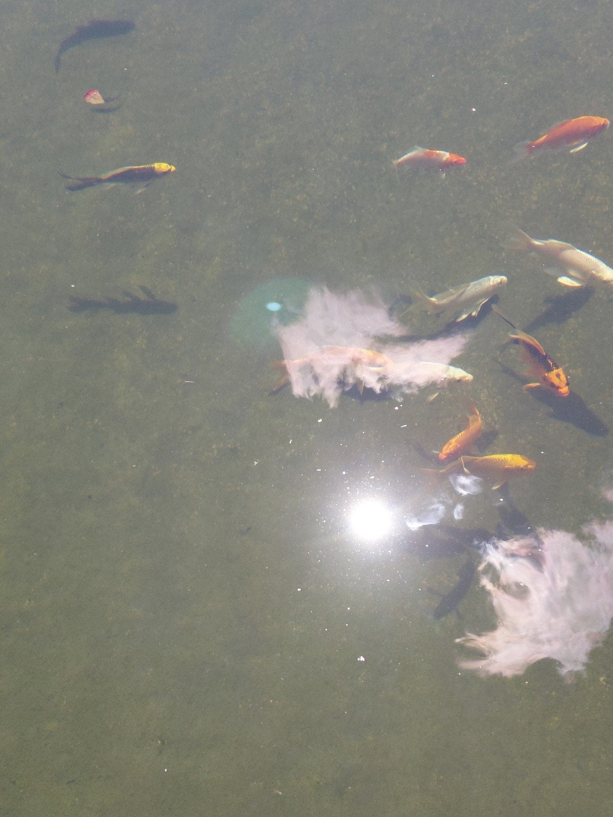 koi s, Dieren en Toebehoren, Vissen | Vijvervissen