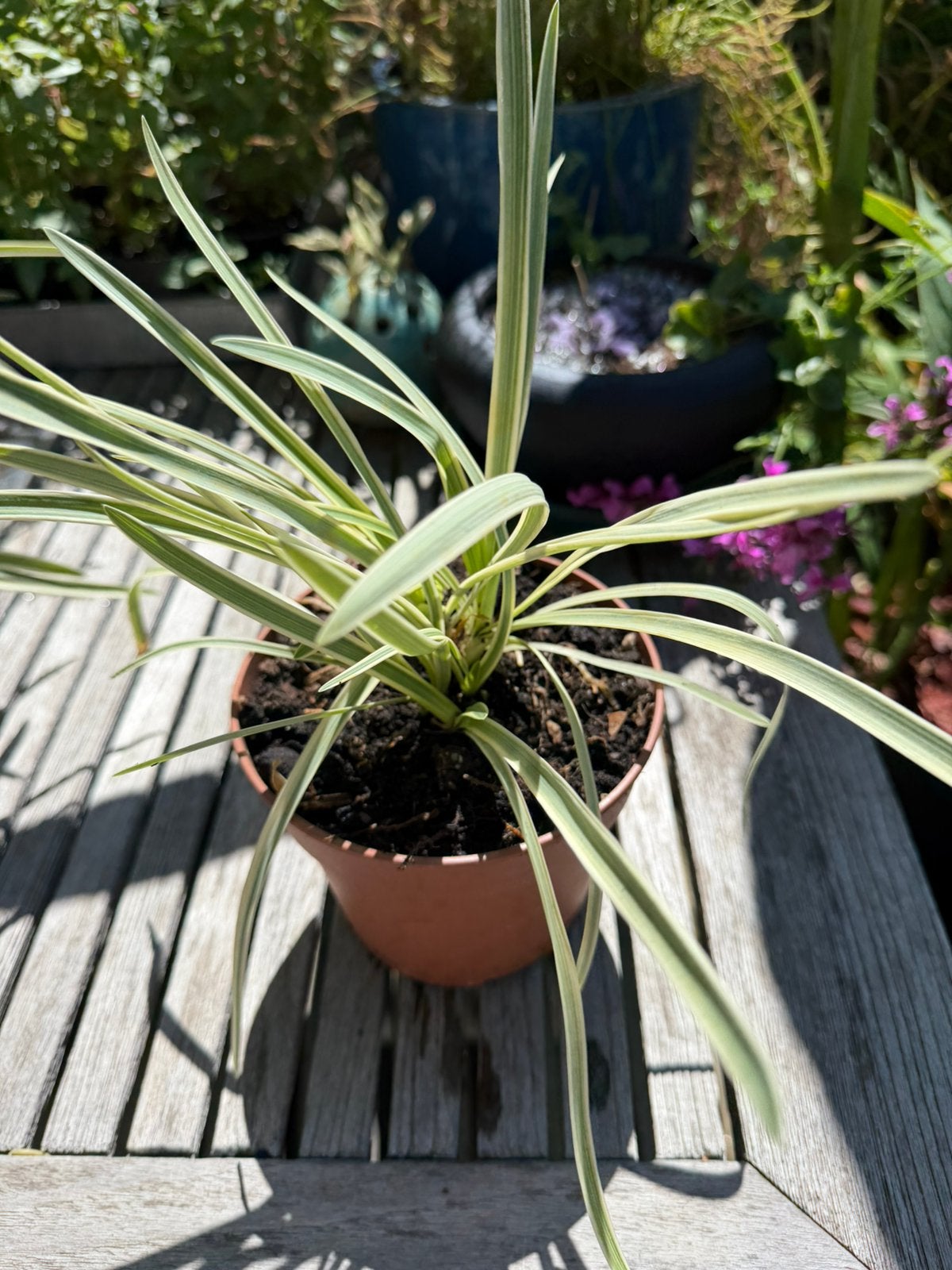 Agapanthus Tinkerbell, Ophalen