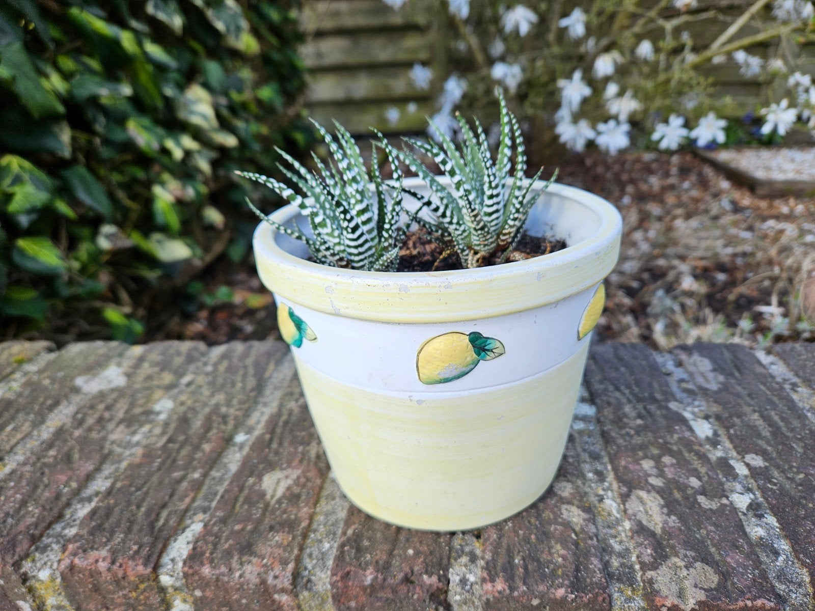 Zebra cactussen in fleurig potje, Ophalen