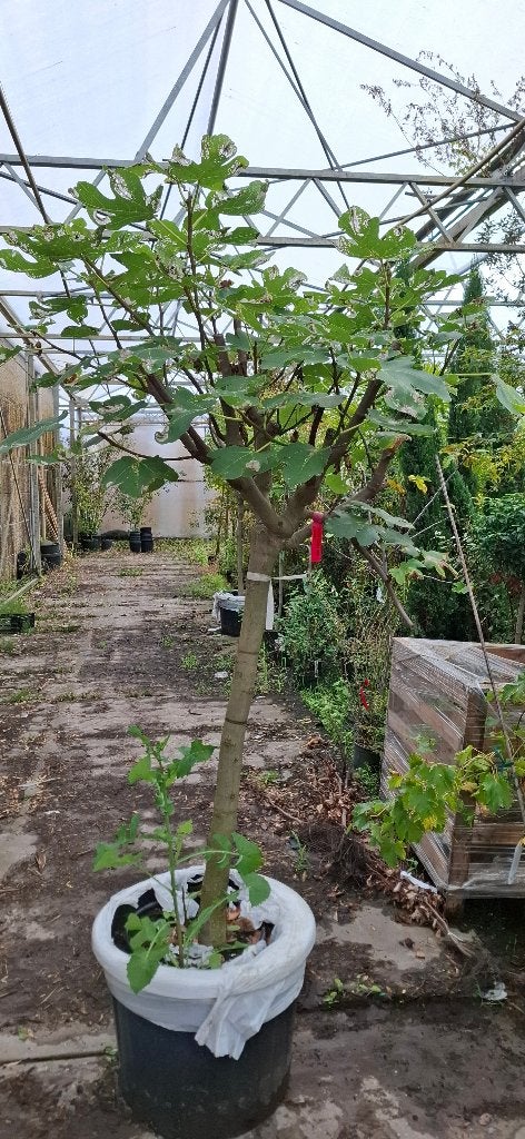 Vijgenboom Dama Negra op stam, Tuin en Terras, Planten | Fruitbomen, Ophalen, Volle zon, In pot, Vijgenboom