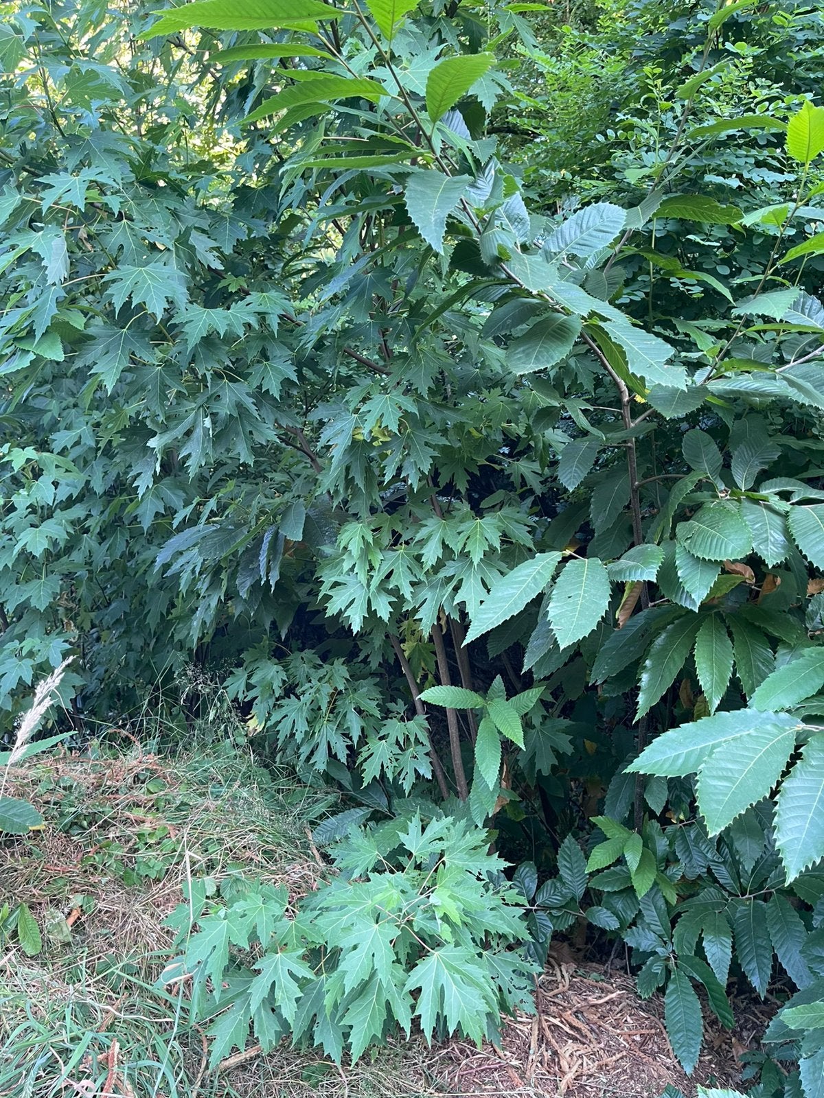 Zilver esdoorns te koop, Tuin en Terras, Planten | Bomen, Ophalen, Bloeit niet, Halfschaduw, Overige soorten