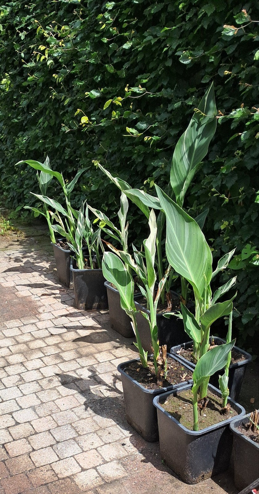 Canna Stuttgart te koop in 11 liter potten, Tuin en Terras, Ophalen