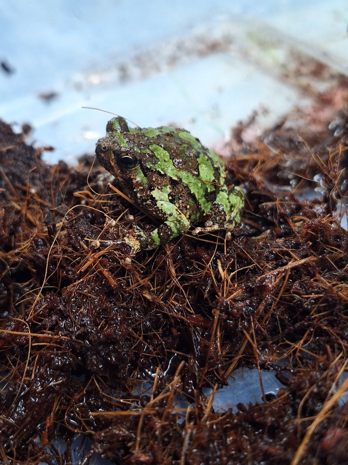 Koppel dwergmoskikker Scaphiophryne marmorata