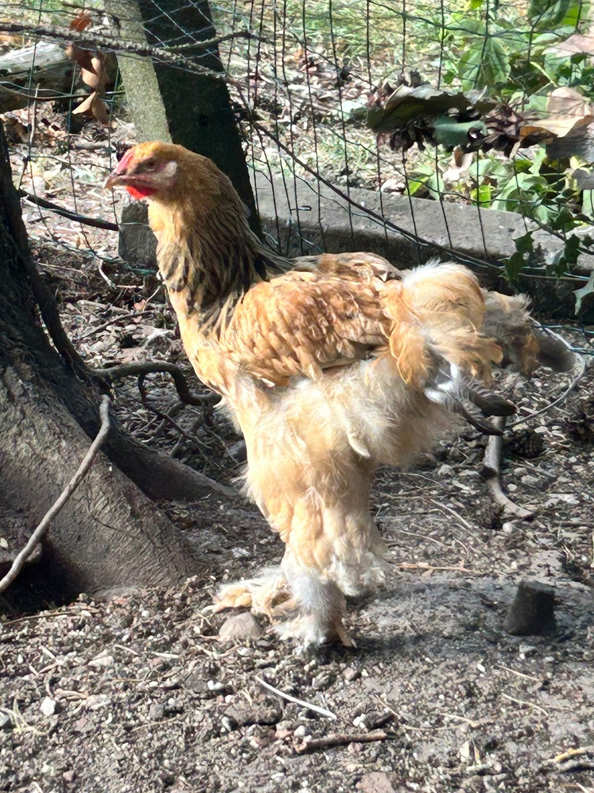 Colobia buff haantje, Dieren en Toebehoren, Pluimvee