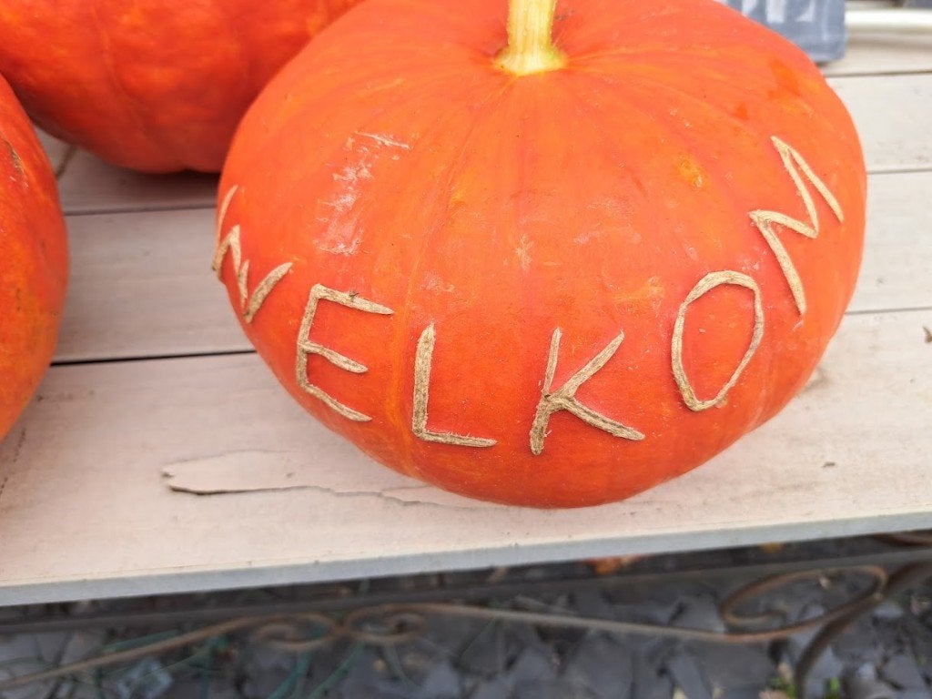 pompoenen, Ophalen