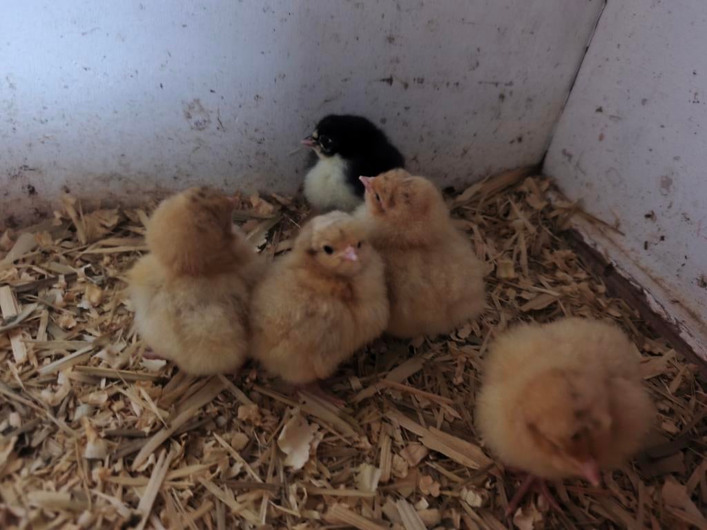 Orpingthon buff kuikens te koop, Dieren en Toebehoren, Pluimvee, Geslacht onbekend