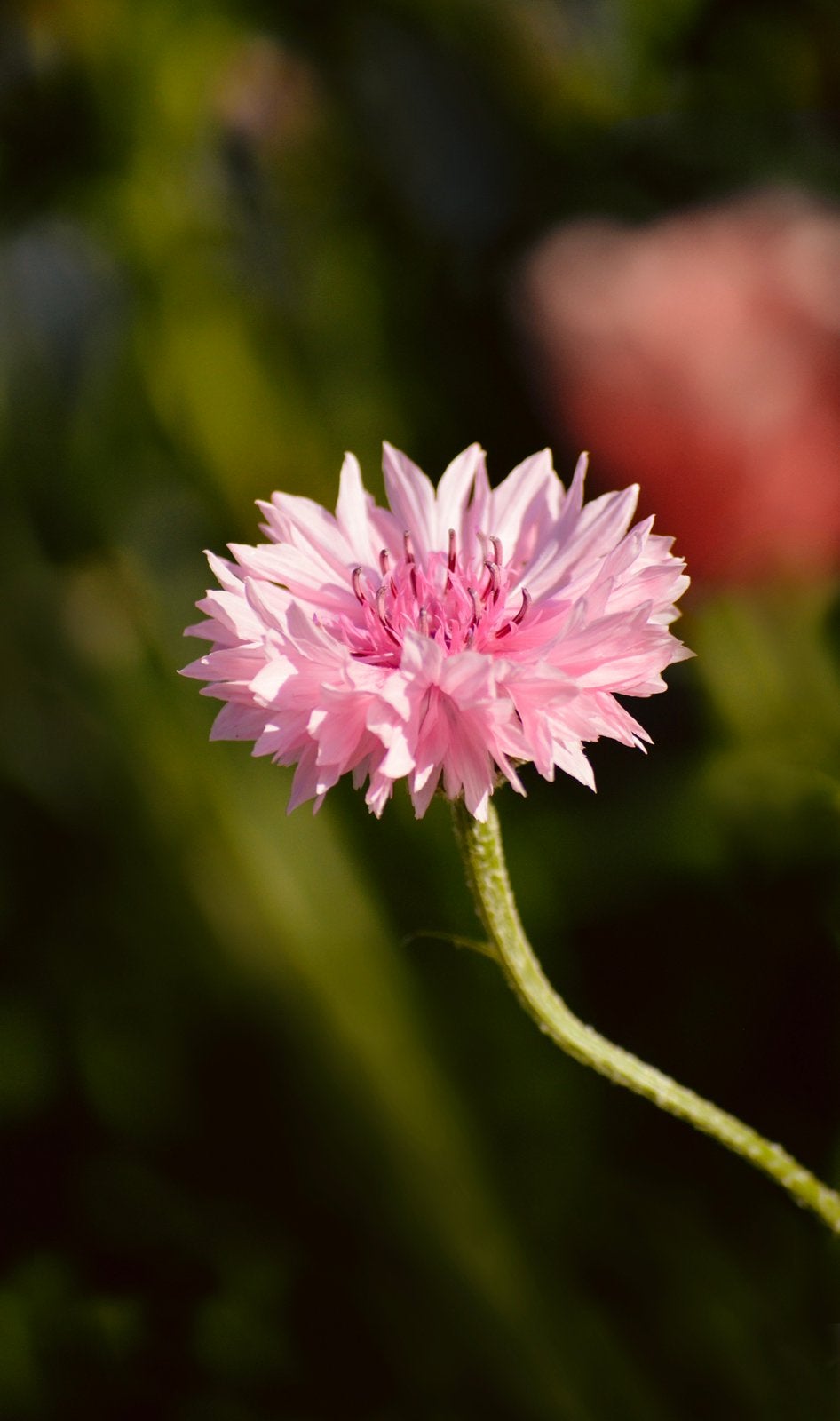 Roze Korenbloem | Zaden uit eigen gifvrije tuin, Enlèvement ou Envoi, Automne, Plein soleil, Graine
