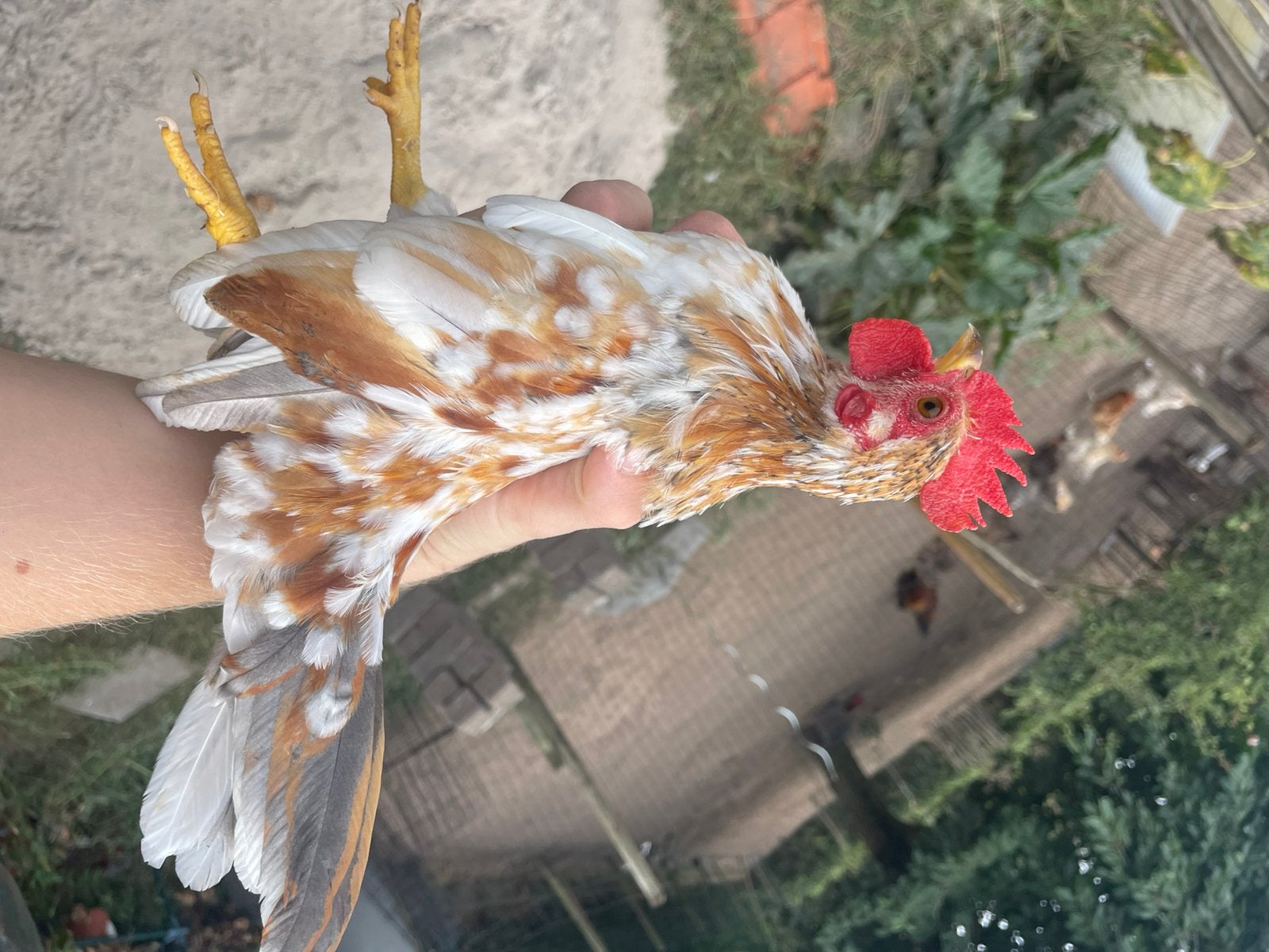 2 jonge serama’s van 2026, Plusieurs animaux, Poule ou poulet