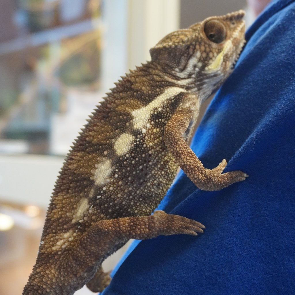 furcifer pardalis ' sambirano ' F1, Hagedis, 0 tot 2 jaar