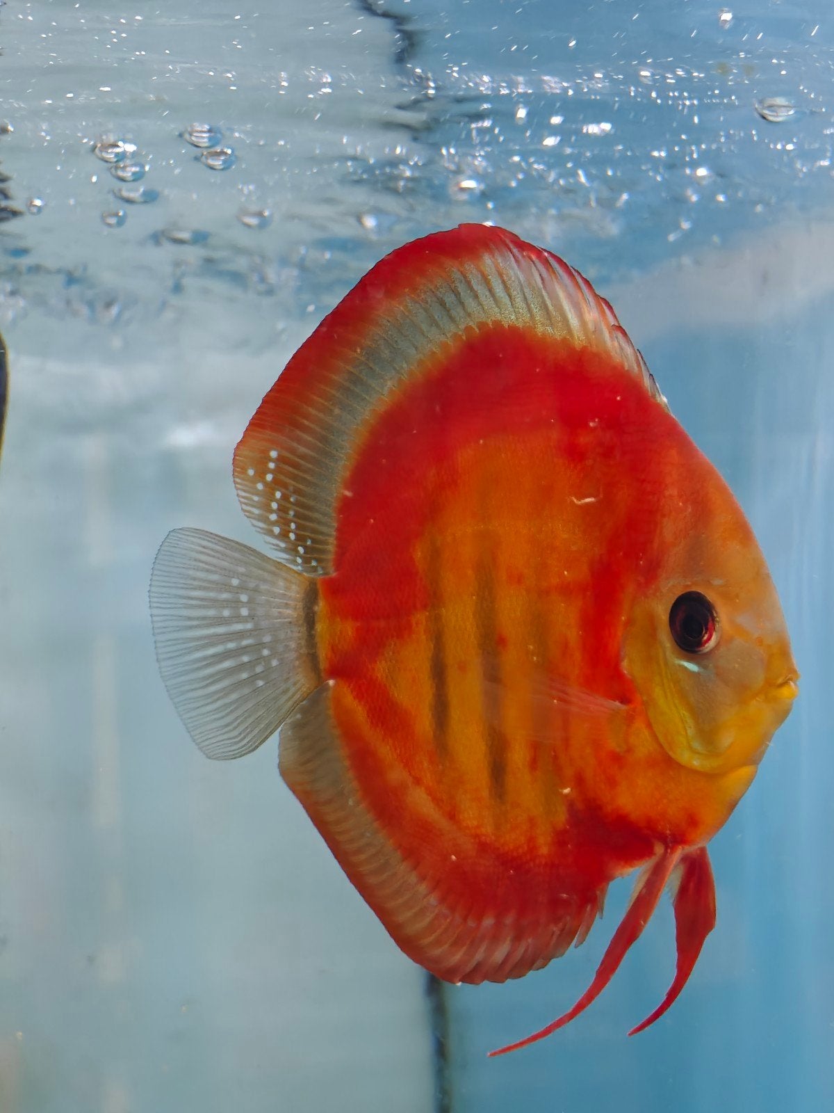 eigen kweek discusvissen MadouDiscus, Dieren en Toebehoren, Vis, Zoetwatervis, Schoolvis
