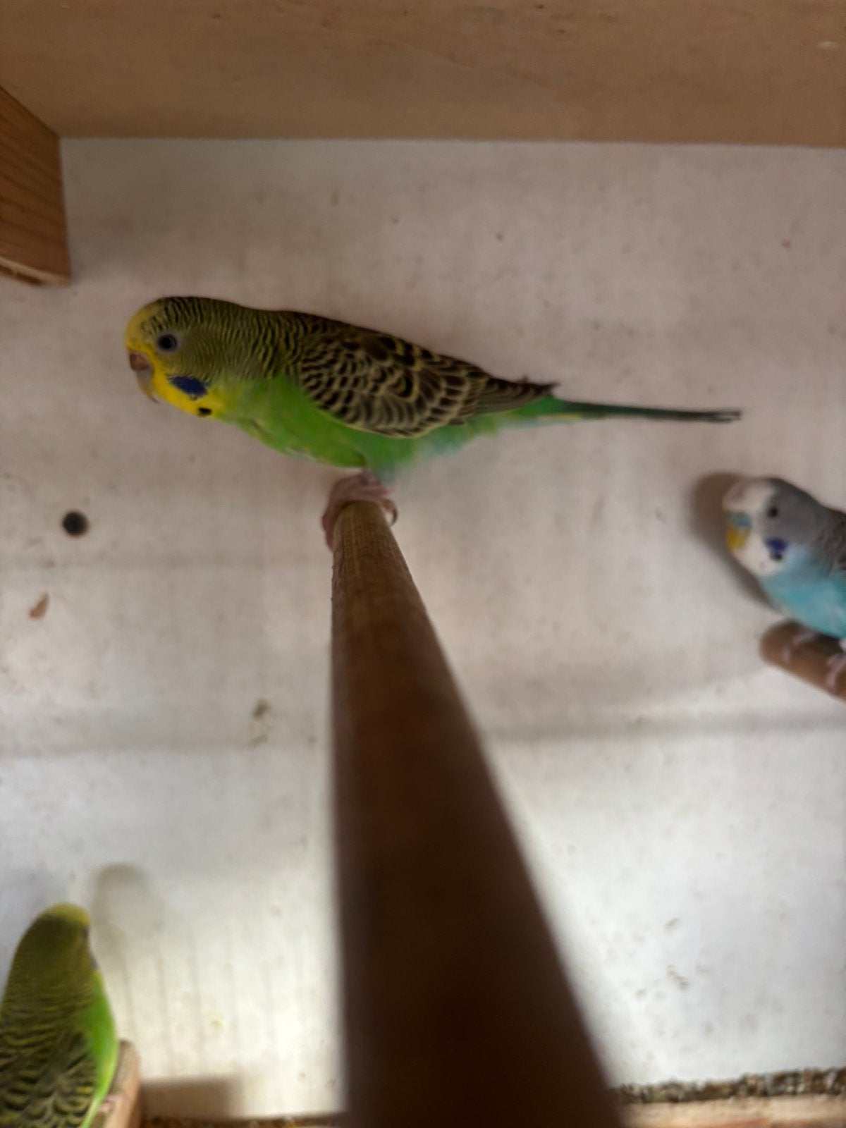 Pop split blackface grasparkiet, Dieren en Toebehoren, Geringd