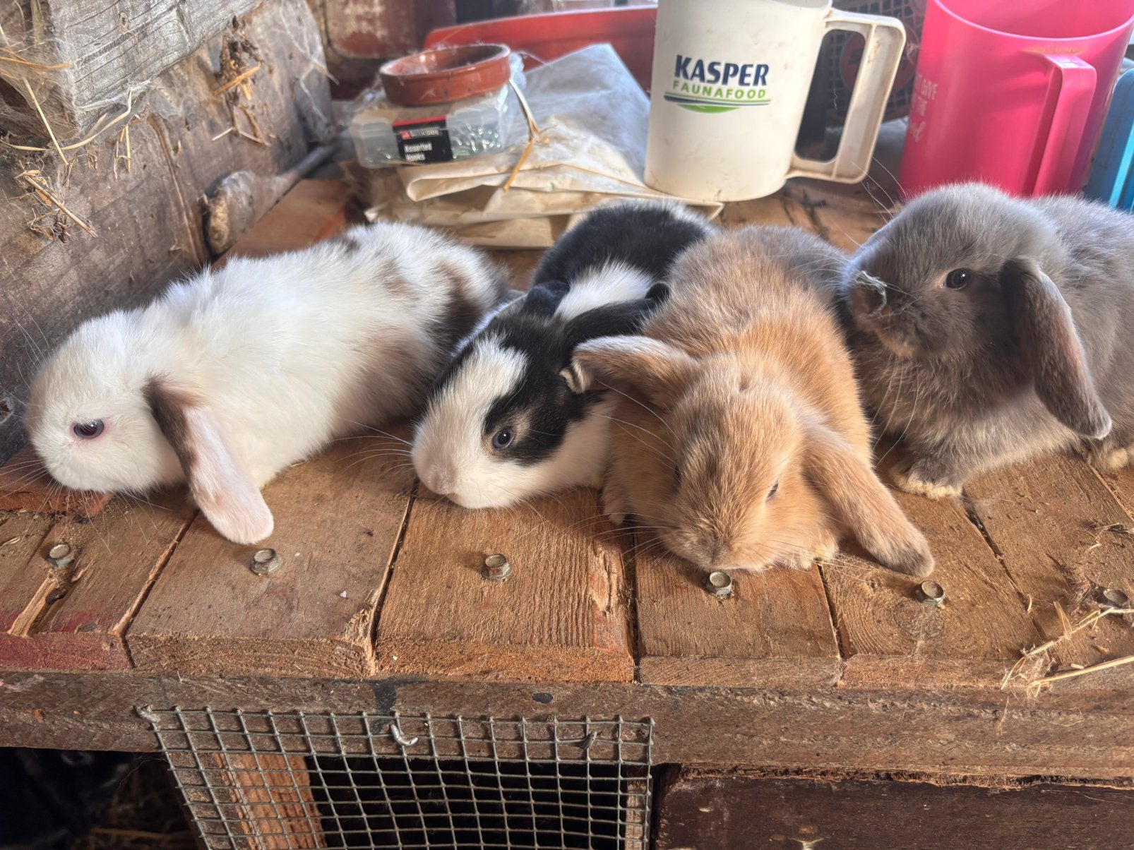 Leuke hangoortjes, Dieren en Toebehoren, Konijnen, Vrouwelijk, Dwerg, Hangoor, 0 tot 2 jaar