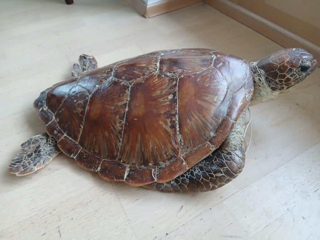 Carapace ancienne de tortue marine CHELONIA MYDAS, Enlèvement