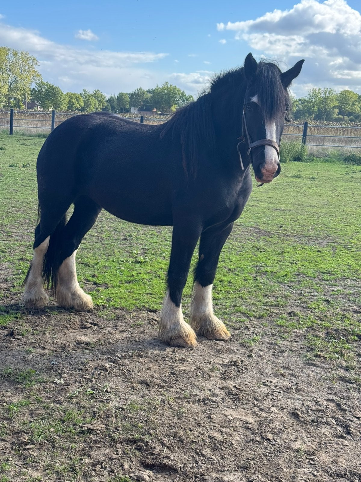 Shire merries, Dieren en Toebehoren