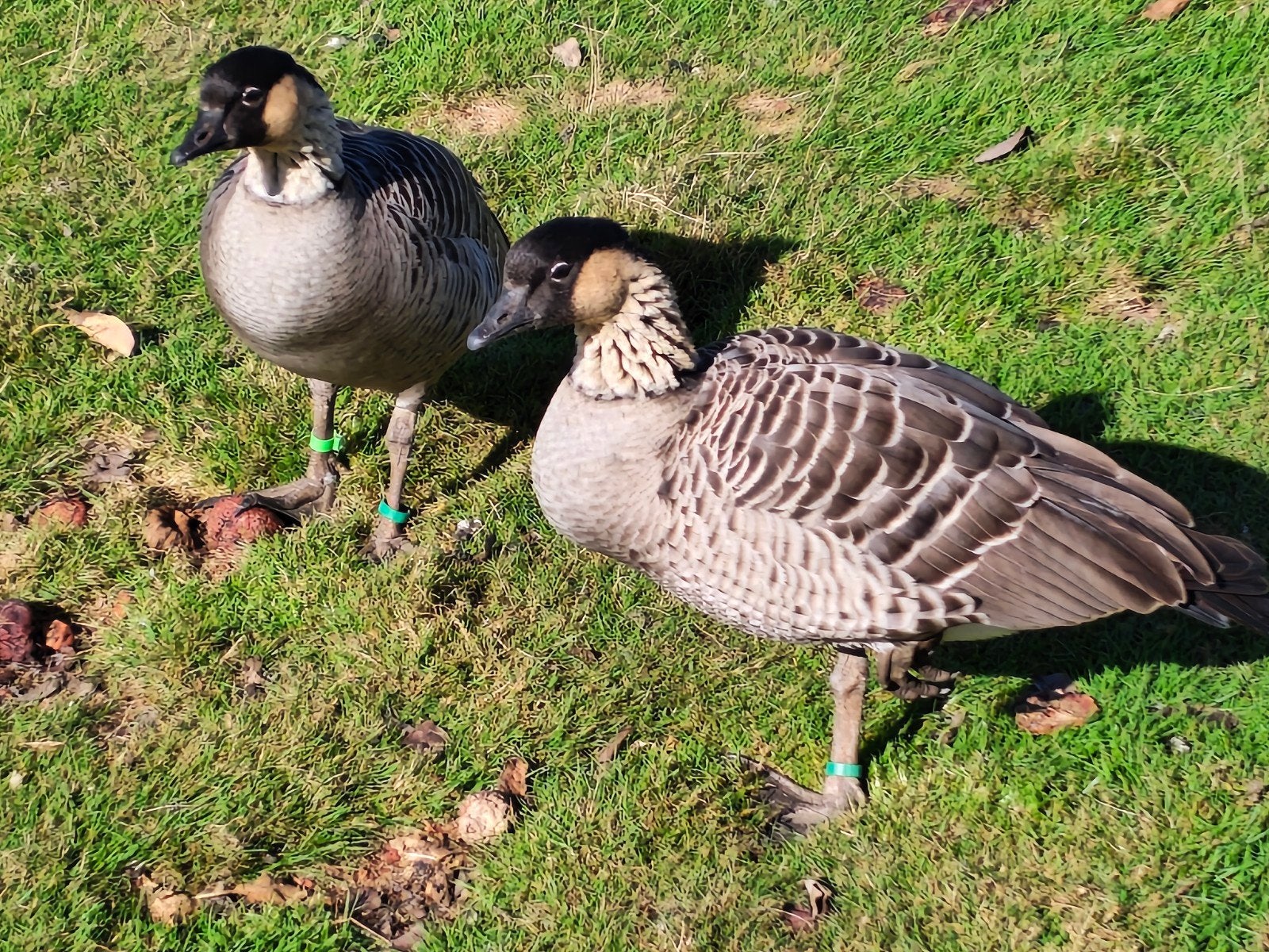 Hawaiiganzen, Dieren en Toebehoren, Mannelijk, Gans of Zwaan