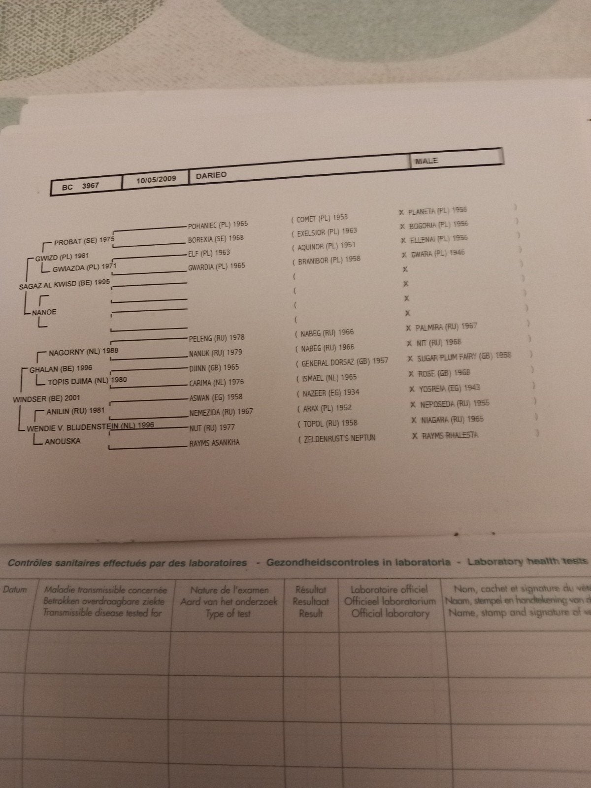 Arabische hengst, Étalon