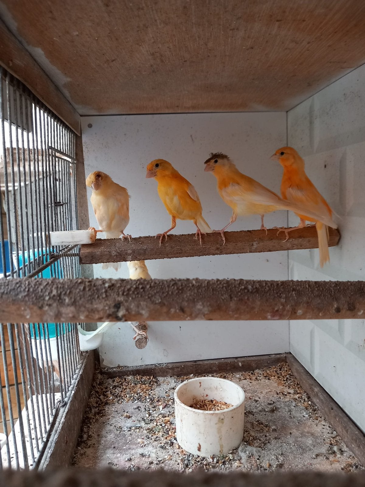 Kanaries te koop, Dieren en Toebehoren, Geslacht onbekend, Zangkanarie