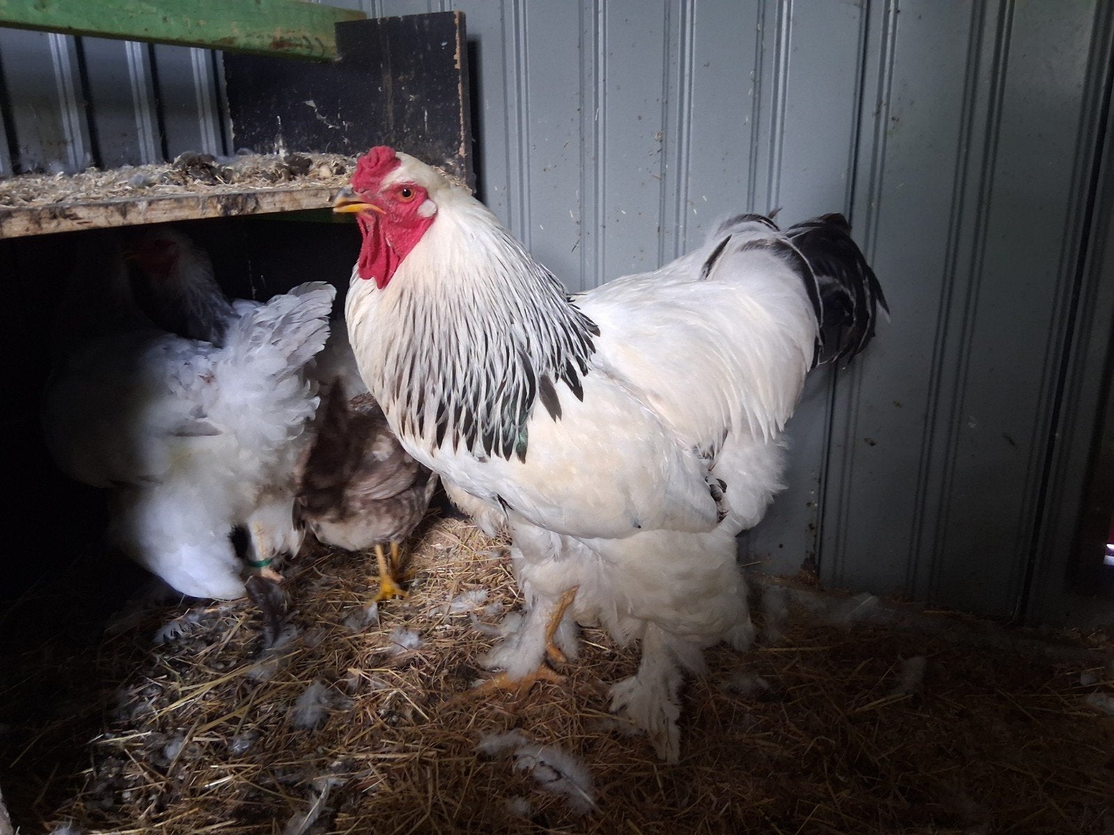 Brahma haan, Dieren en Toebehoren, Mannelijk, Kip